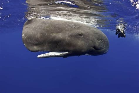 Endangered sperm whales now have their first protected area in the Caribbean island of Dominica